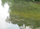 Fish on Dam Wall after Storm 28.06.2012 (6)